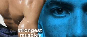 Your Eyes Are Your Strongest Muscle - AOA